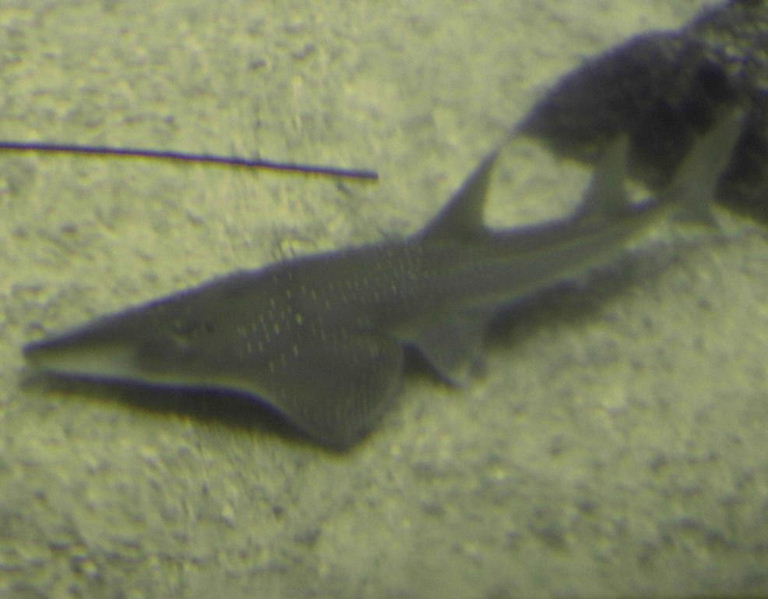 White-spotted Wedgefish