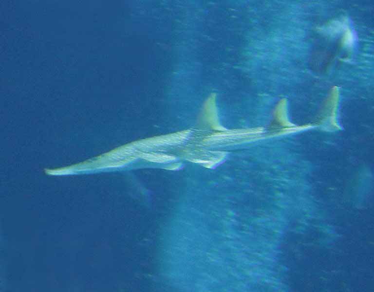 White-spotted Eyebrow Wedgefish