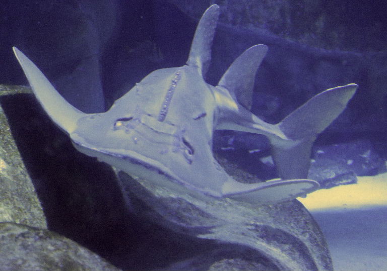 Bowmouth Guitarfish