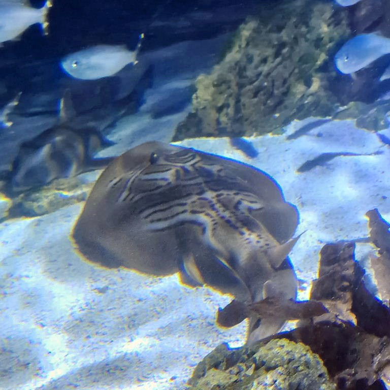 Fiddler Ray