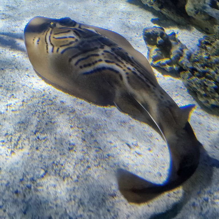 Fiddler Ray