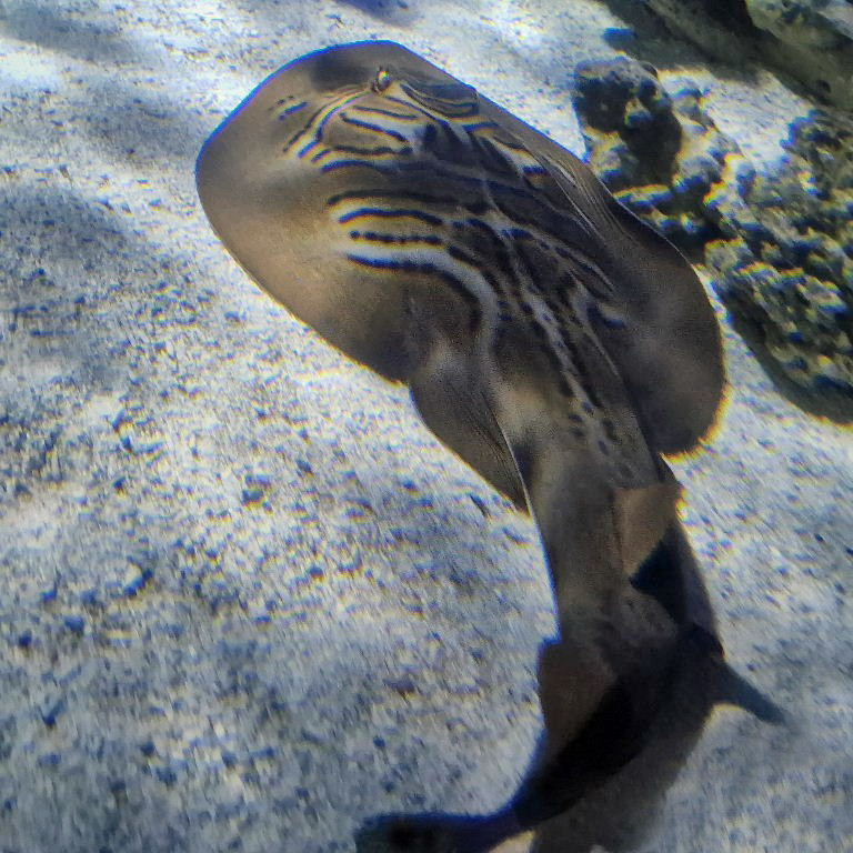Fiddler Ray