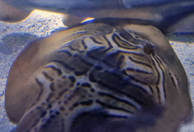 Fiddler Ray