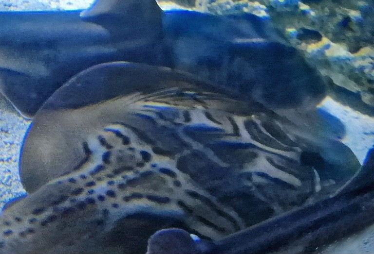 Fiddler Ray