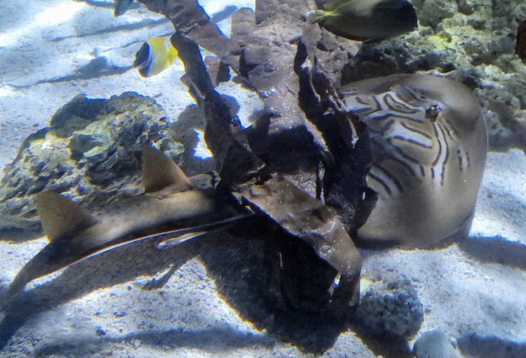 Fiddler Ray