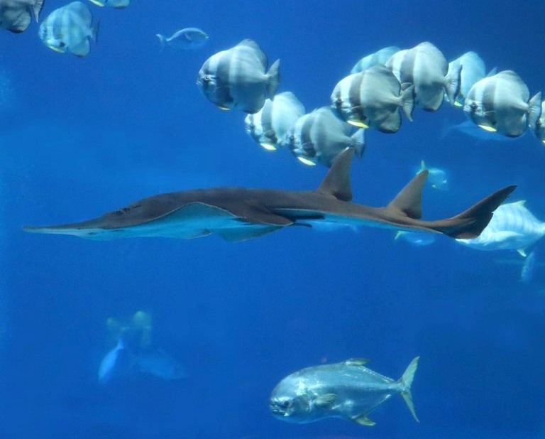 Giant Shovelnose Guitarfish with Longfin Batfish