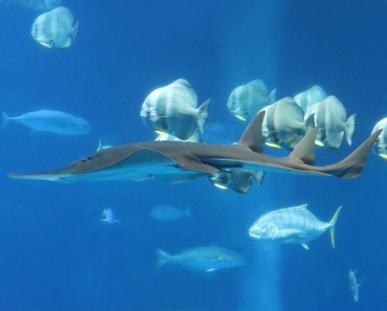 Giant Shovelnose Guitarfish with Longfin Batfish