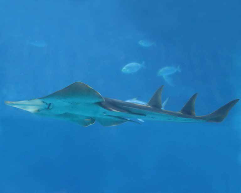 Giant Shovelnose Guitarfish