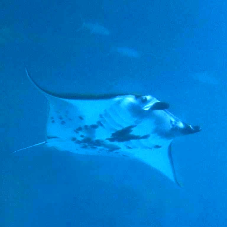 Reef Manta Ray