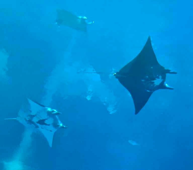 Reef Manta Ray