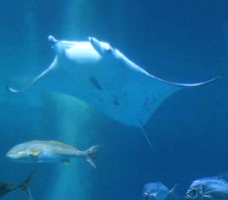 Reef Manta Ray