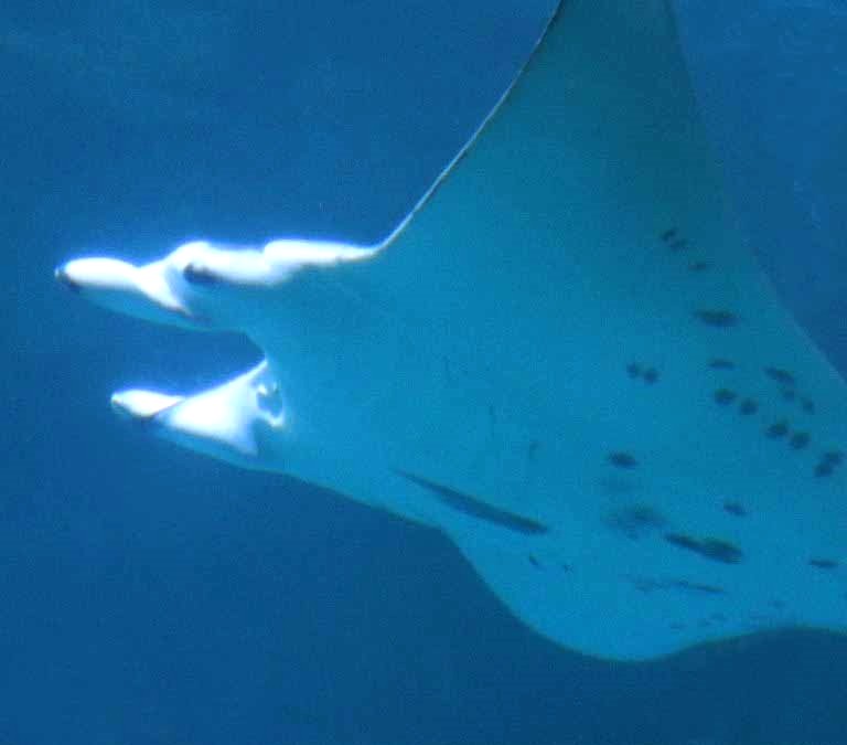 Reef Manta Ray