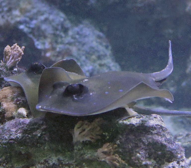 Blue-spotted Stingray