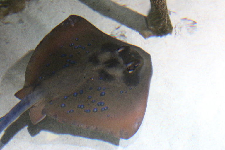 Blue-spotted Stingray
