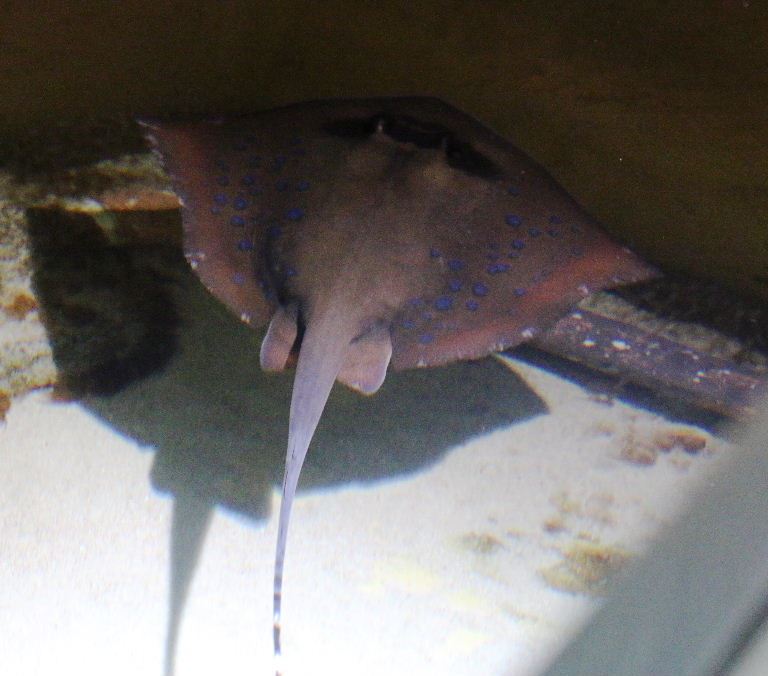 Blue-spotted Stingray