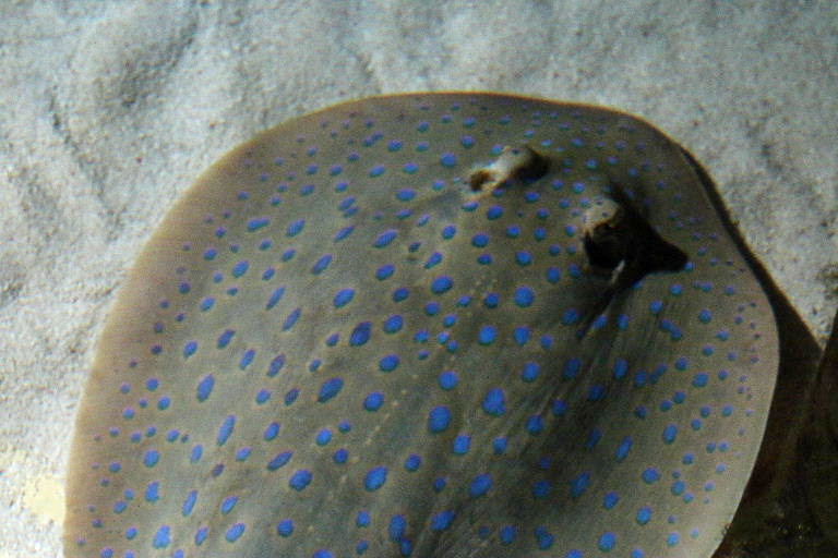Blue-spotted Ribbontail Ray