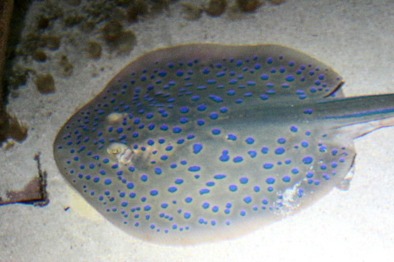 Blue-spotted Ribbontail Ray