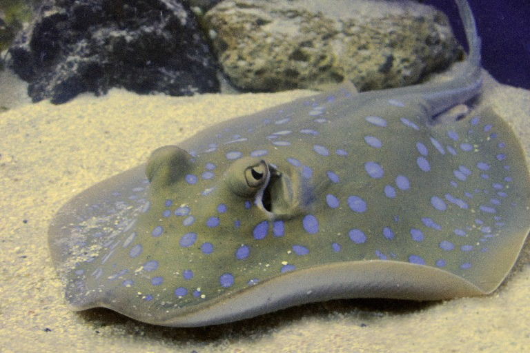 Blue-spotted Ribbontail Ray