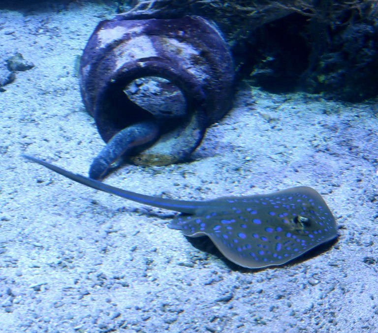 Blue-spotted Ribbontail Ray