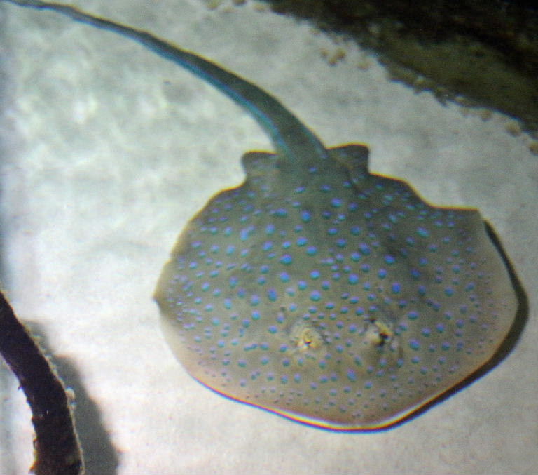 Blue-spotted Ribbontail Ray