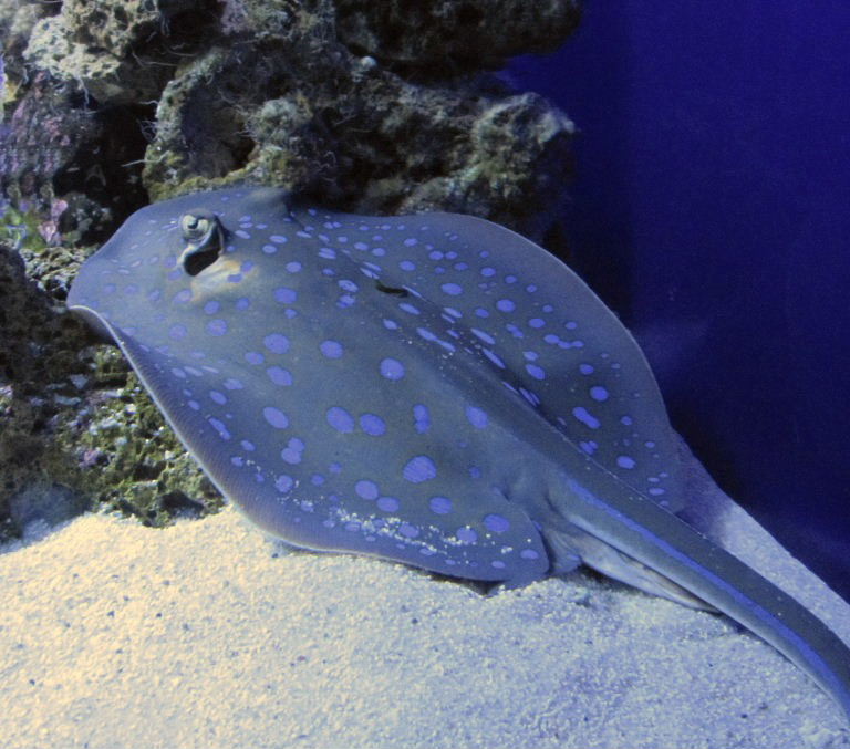 Blue-spotted Ribbontail Ray