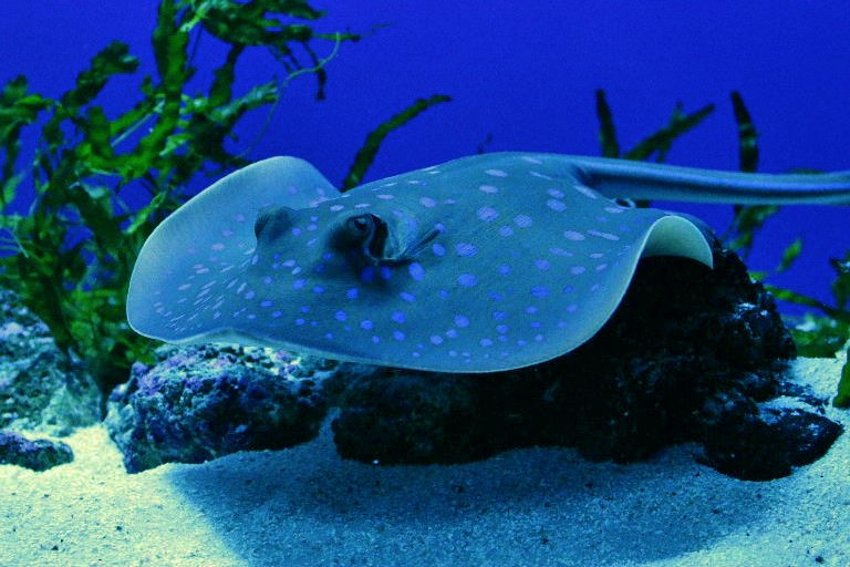 Blue-spotted Ribbontail Ray