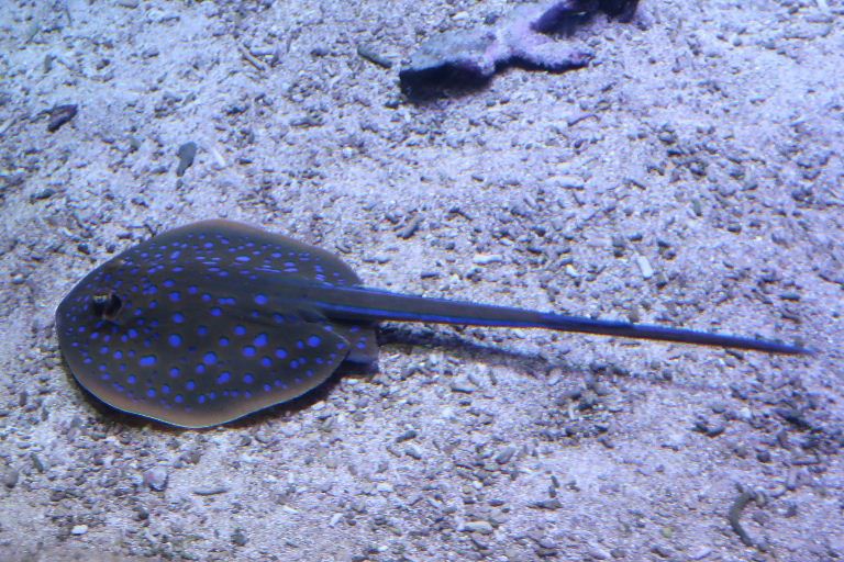 Blue-spotted Ribbontail Ray