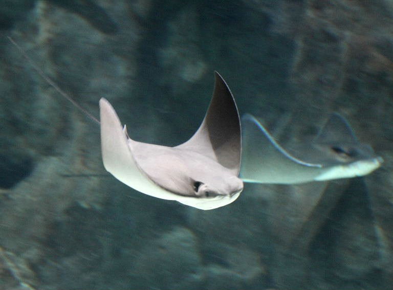 Cownose Ray