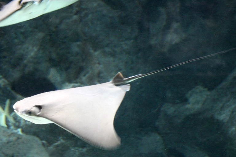 Cownose Ray
