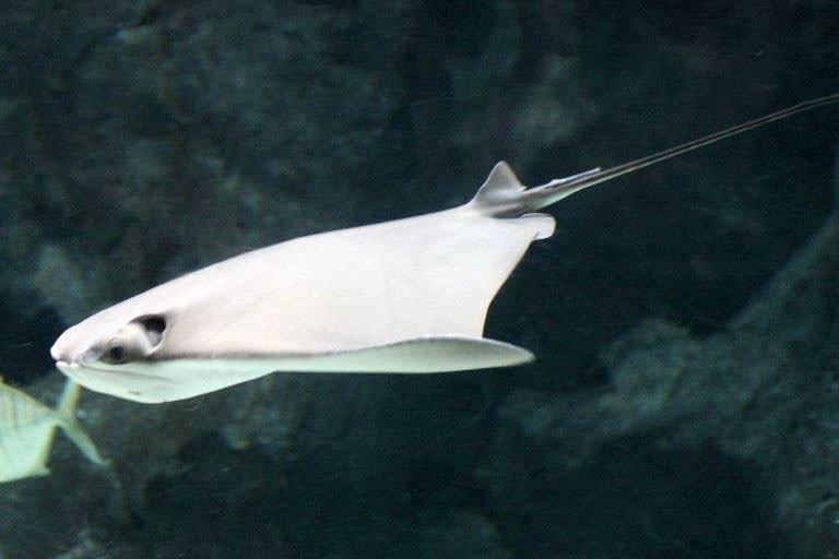 Cownose Ray