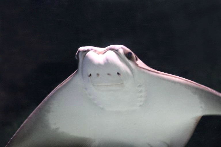 Cownose Ray