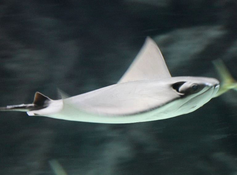 Cownose Ray