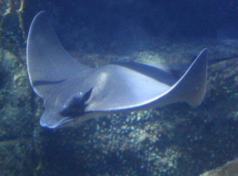 Cownose Ray US