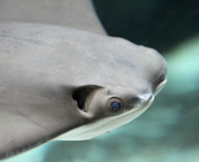 Cownose Ray