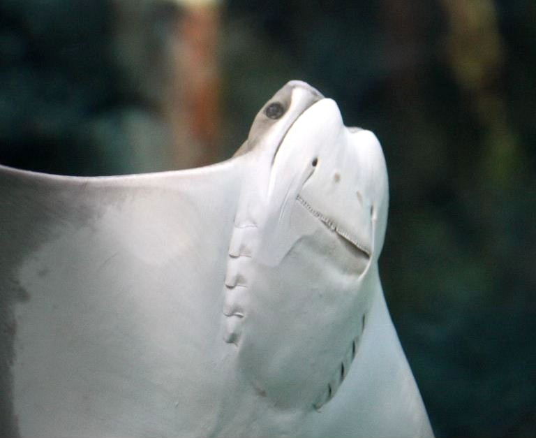 Cownose Ray