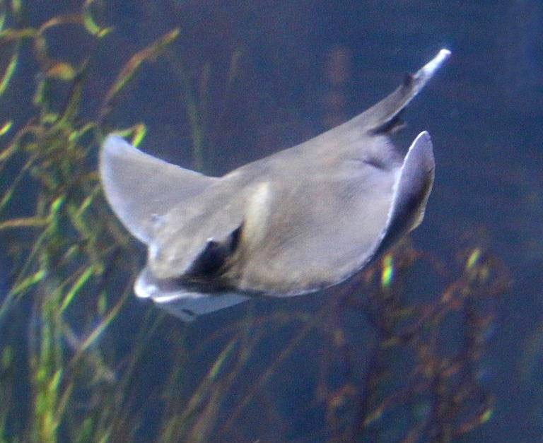 Cownose Ray Canaries