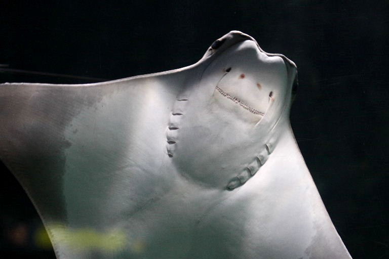 Cownose Ray