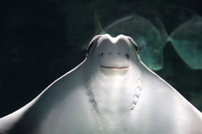 Cownose Ray