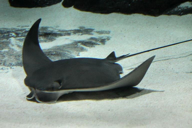 Cownose Ray