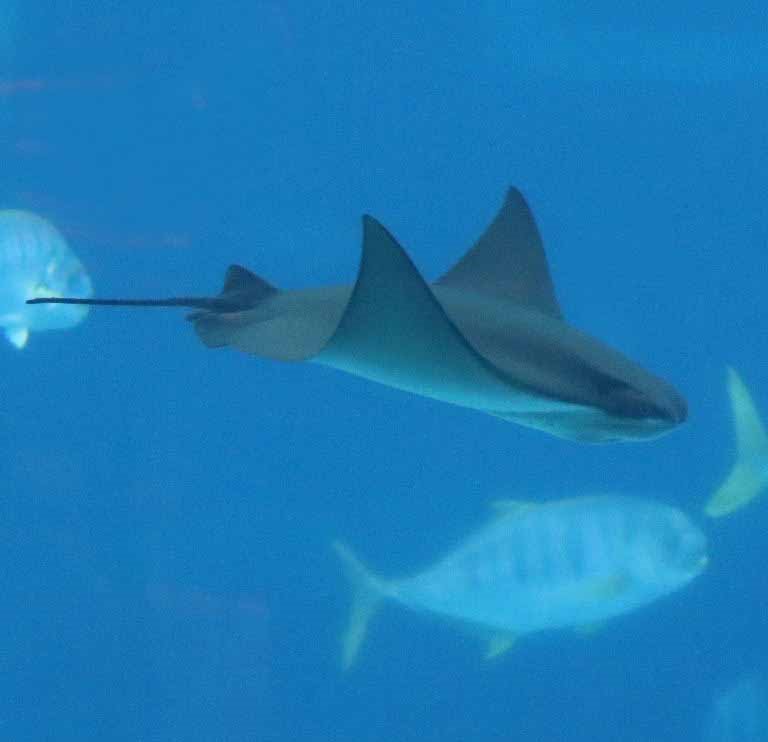 Javanese Cownose Ray