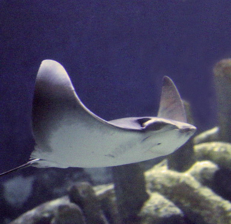 Javanese Cownose Ray