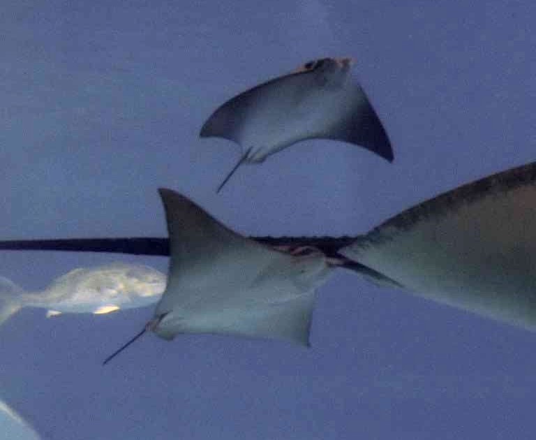 Javanese Cownose Ray