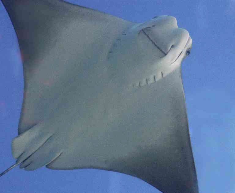 Javanese Cownose Ray