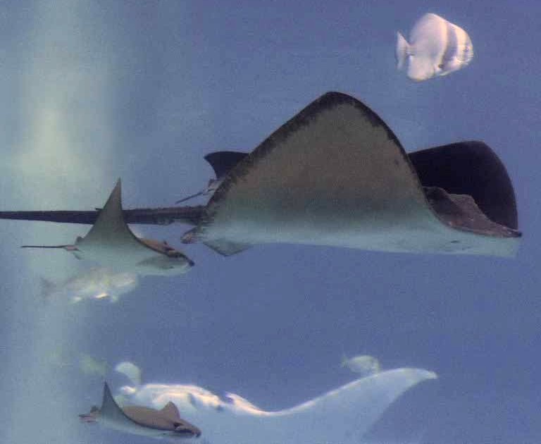 Javanese Cownose Ray with Broad Stingray
