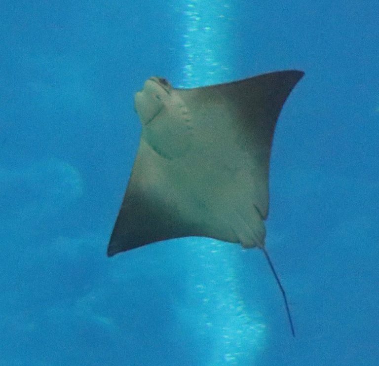 Javanese Cownose Ray