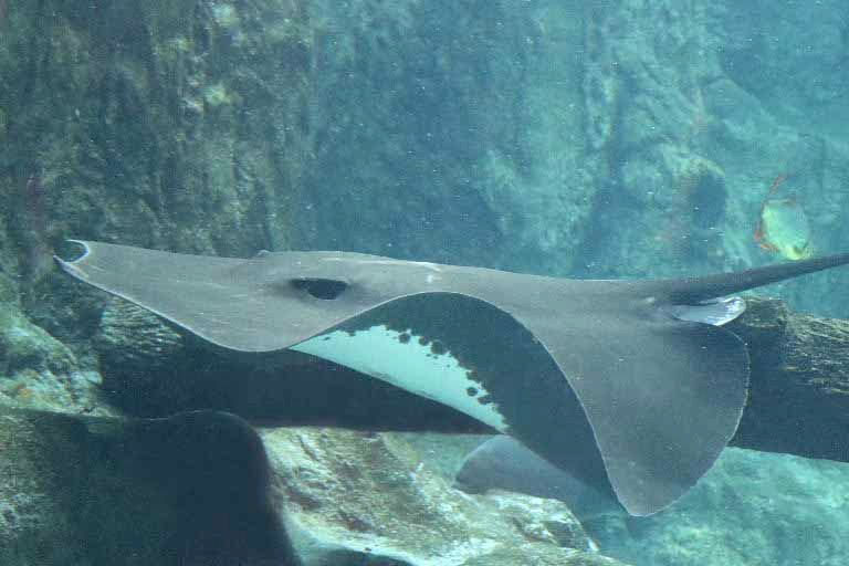 Giant Freshwater Stingray