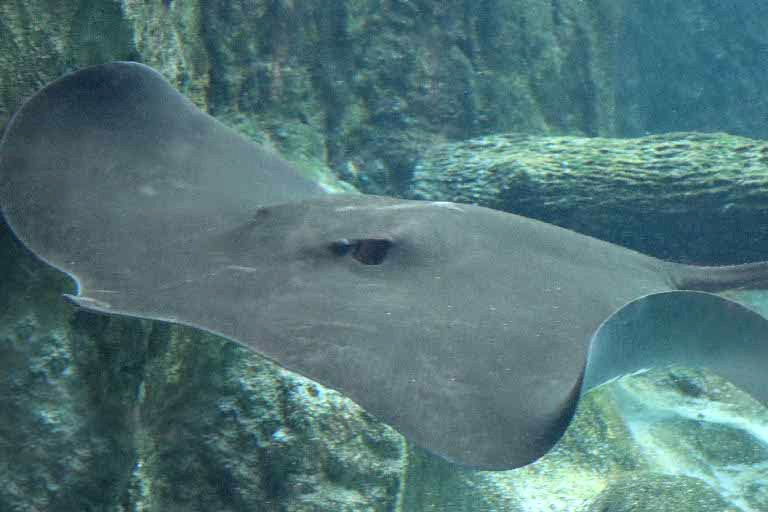 Giant Freshwater Stingray
