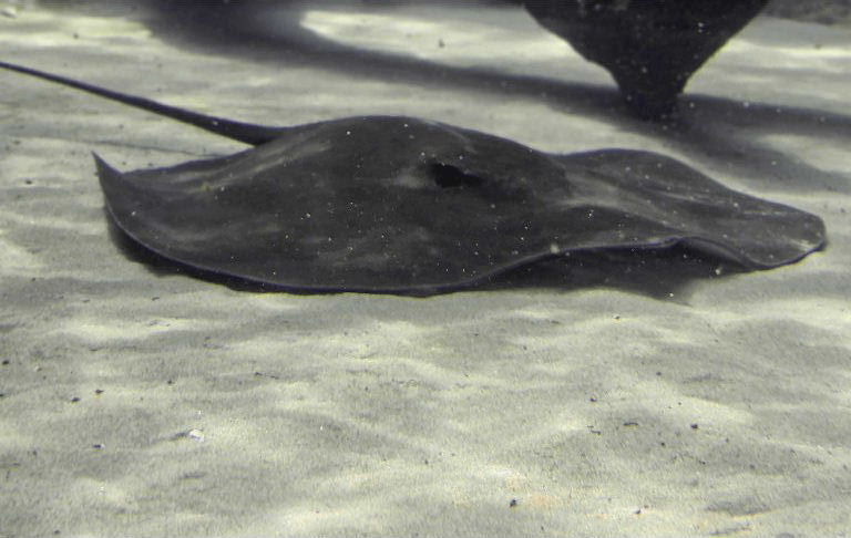 Giant Freshwater Stingray