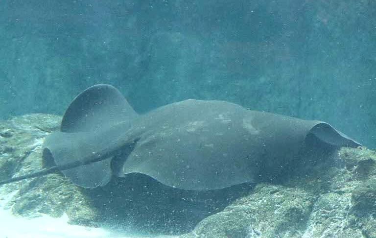Giant Freshwater Stingray