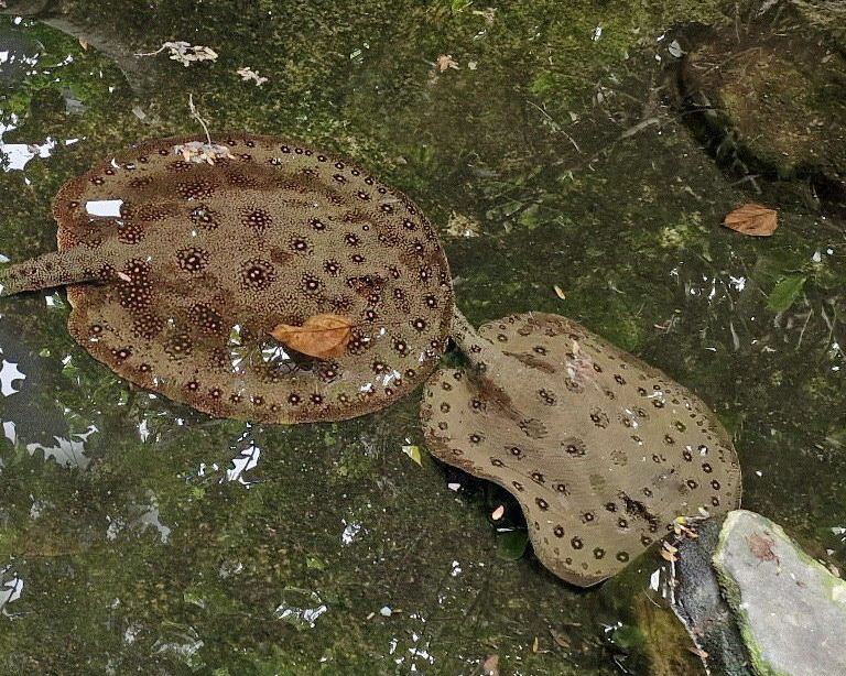 Ocellate River Stingray